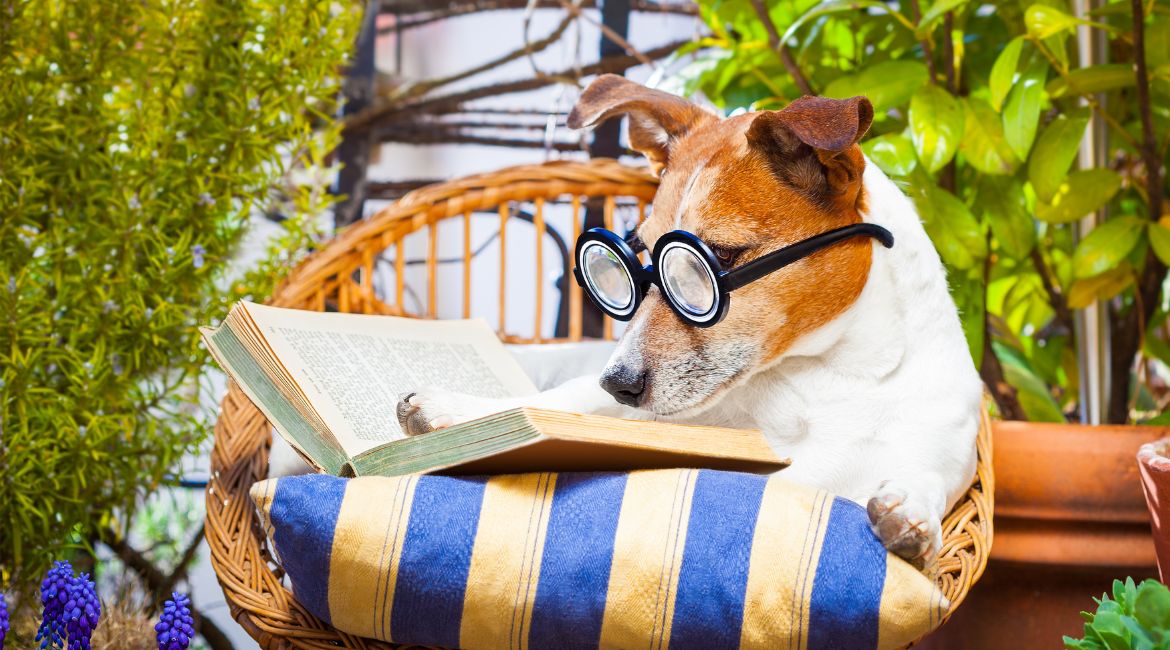 cane che legge un libro